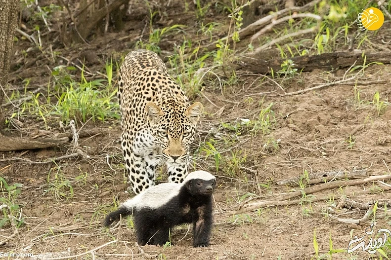 (ویدئو) حمله وحشتناک گورکن عسلخوار به پلنگ